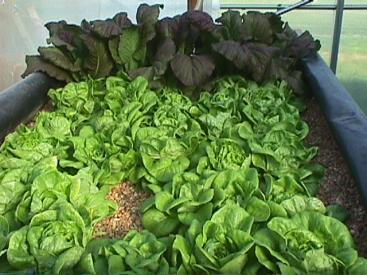 Growing of lettuce in gravel bed, with a fish production effluent flowing through. Source: CALS (n.y.) 